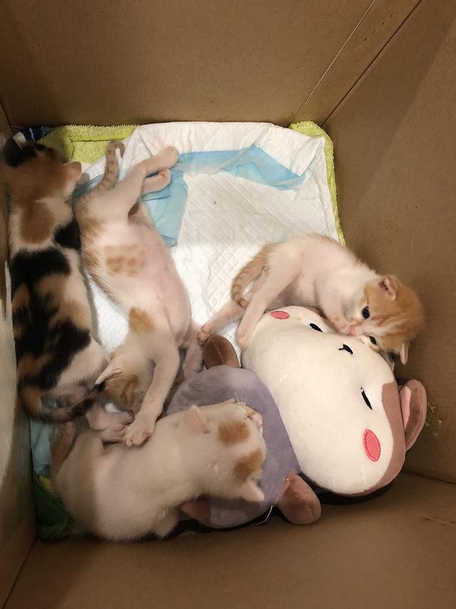 如何喂养刚出生的小奶猫,怎么喂养小奶猫