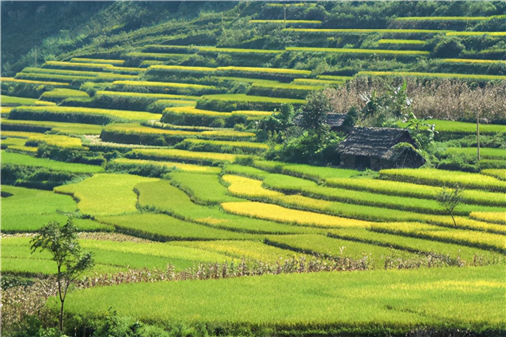 佛手瓜的高产种植技术及管理要点,佛手瓜的种植方法和管理技术