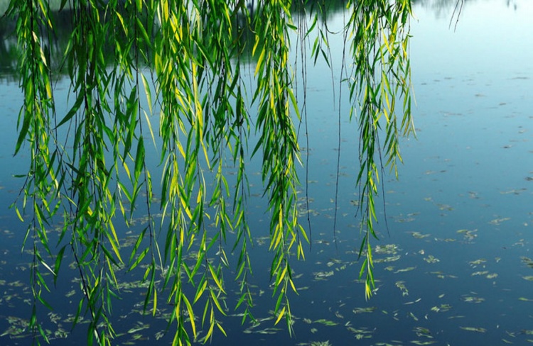 贺知章小学有哪几首诗,贺知章传颂千古的诗歌