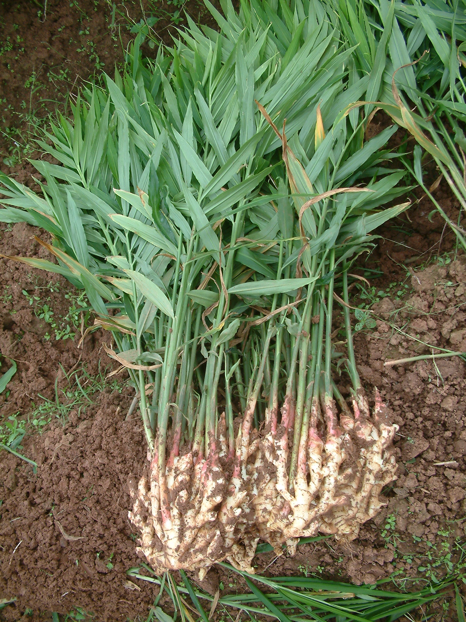 楼顶生姜怎么种植高产,想要生姜种植高产这些技术少不了