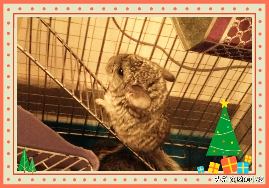 开店的伊始-龙猫宝宝