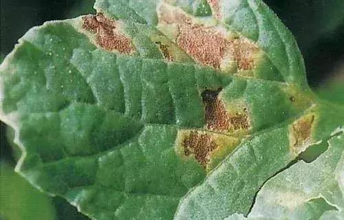 青霉灰霉杀菌剂,青霉绿霉跟灰霉有什么区别