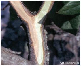 蓝莓枝枯病害图片大全,蓝莓果都有哪些病害