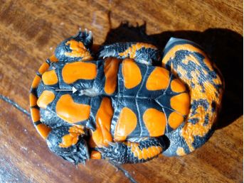 刺颈龟属图片,刺颈龟是保育品种吗