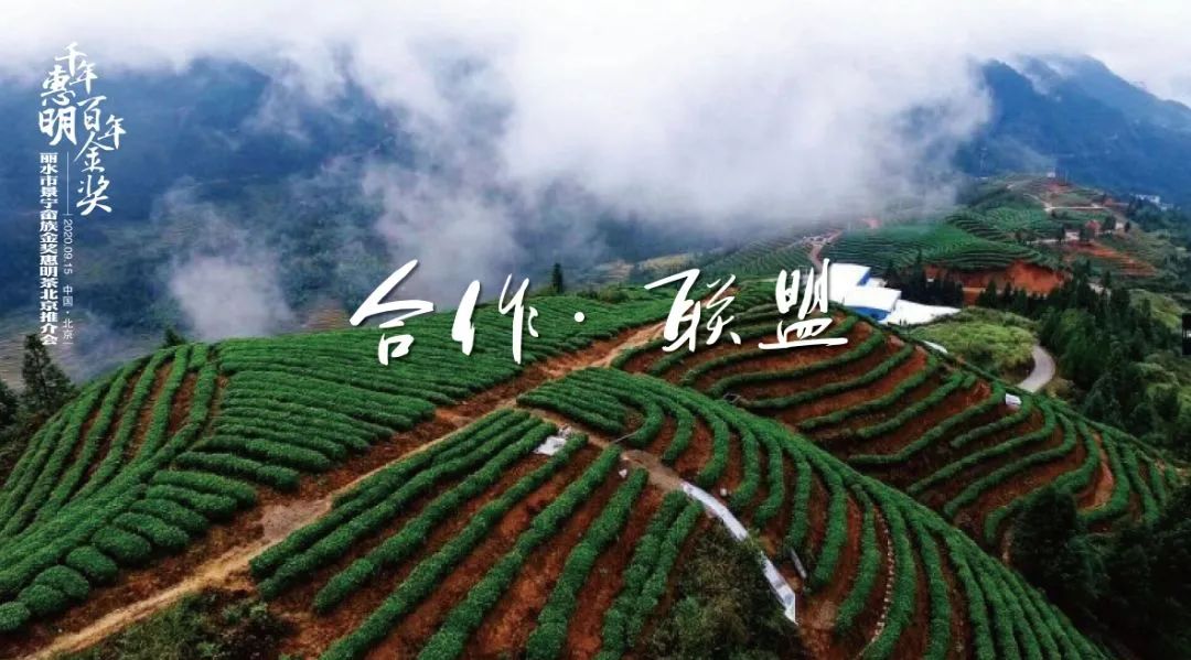 千年金奖是什么奖,千年惠明茶