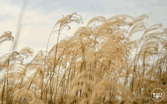 上海国庆免费景点推荐,上海值得去的免费景点旅游攻略