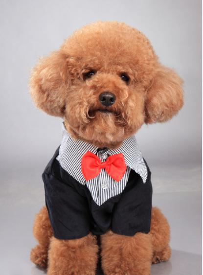 泰迪公的发情期有什么征兆,两只泰迪一公一母发情期怎么办