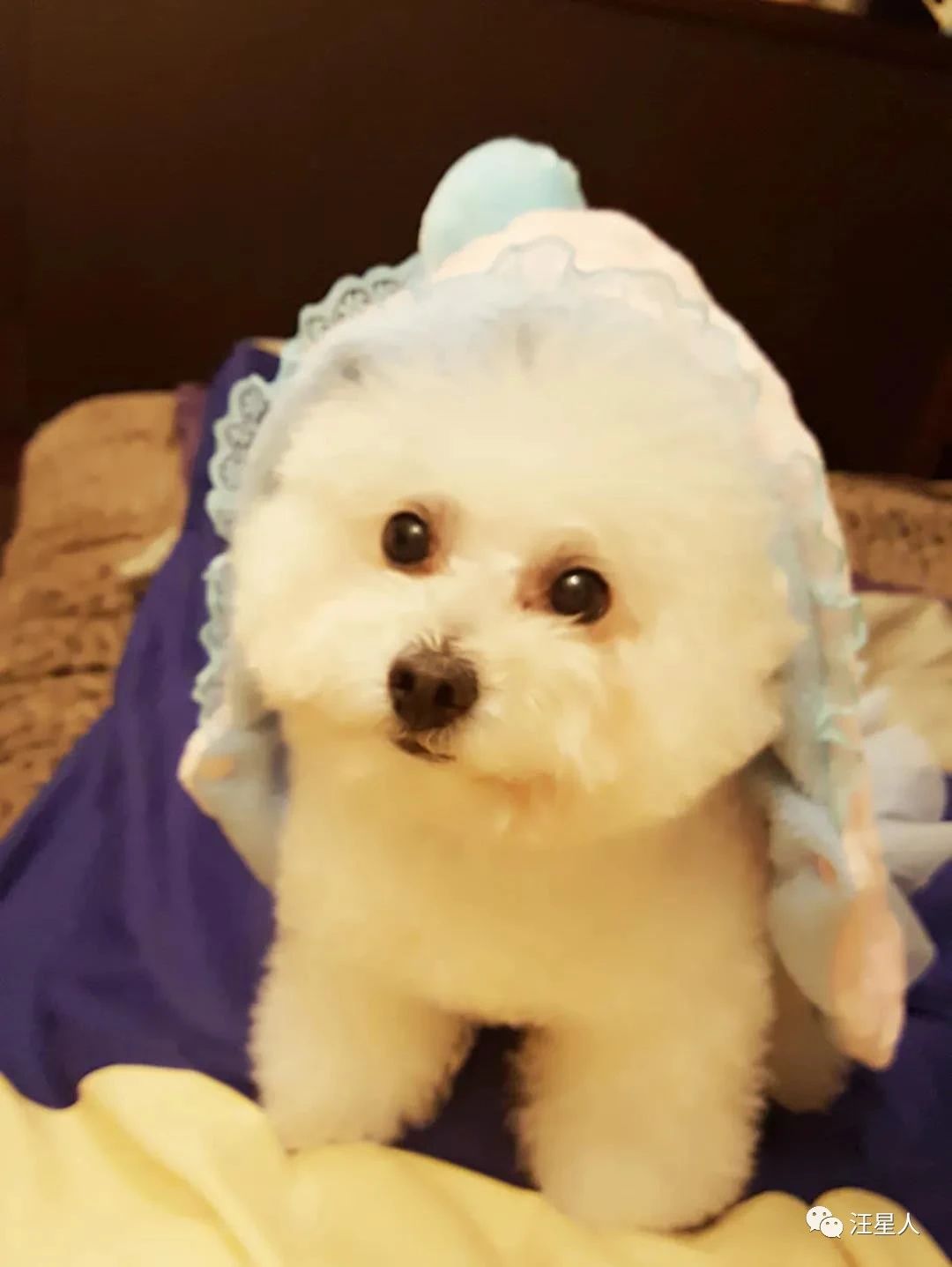 狗狗心脏病突发死亡需要多长时间,11岁的狗狗死了