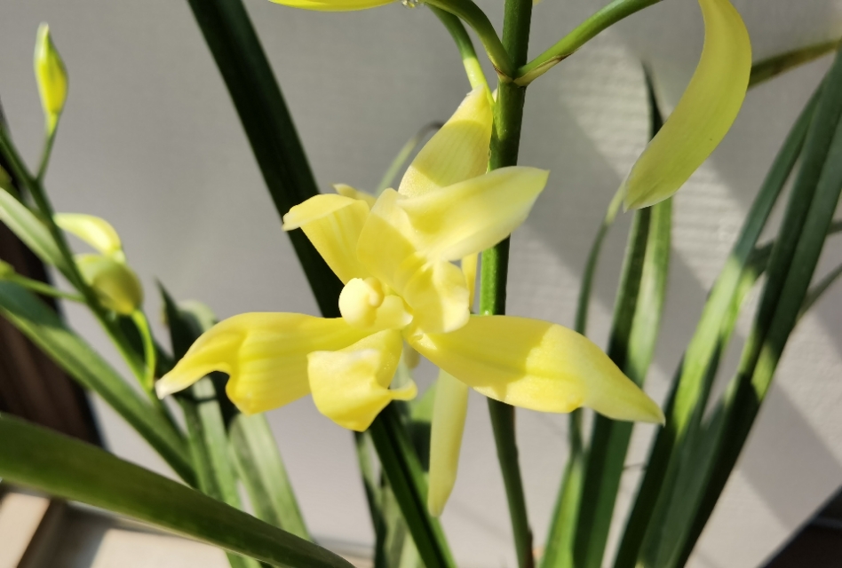 香味浓又勤花的兰花,兰花经典精品欣赏