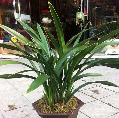 怎样的金嘴墨兰好,墨兰名品金嘴鉴赏