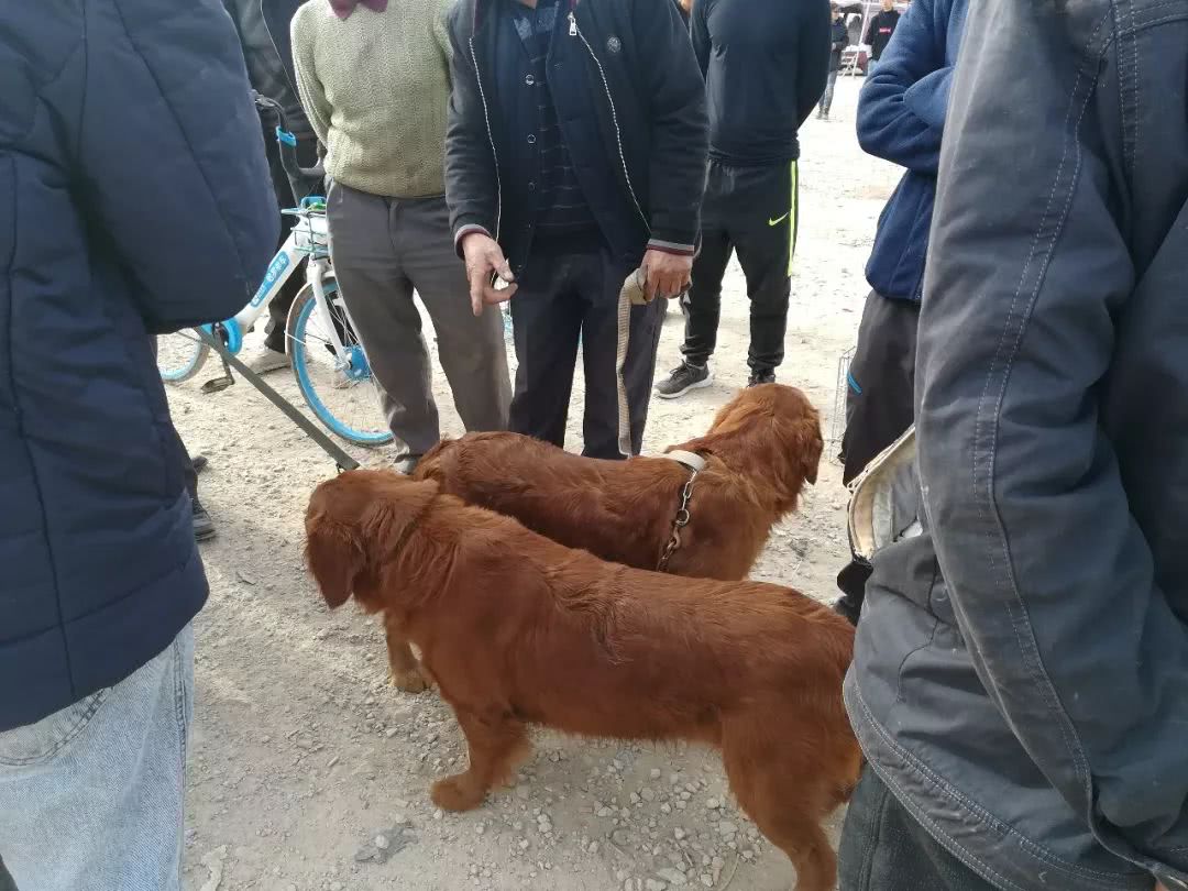 狗贩子卖500的金毛,买狗市场金毛