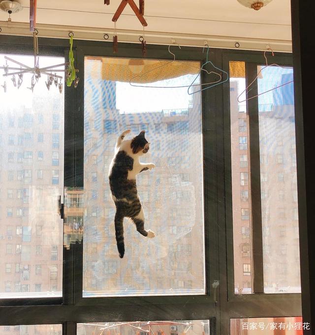 猫咪不小心跑出阳台坠楼,狸花猫坠楼站不稳获救