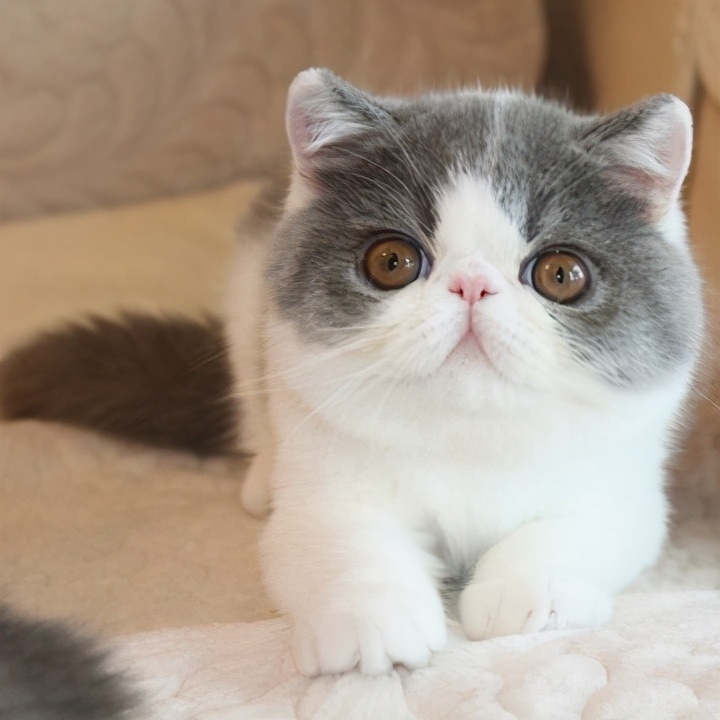 猫界中最通人性的几种猫你养了吗,蓝猫和蓝白猫的脾气温顺些