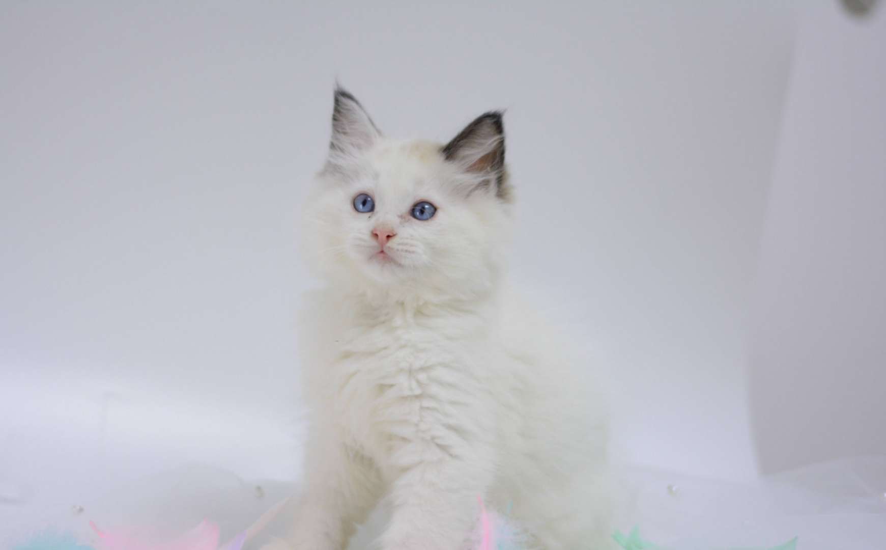 布偶猫贵族猫弟弟,猫猫品种布偶