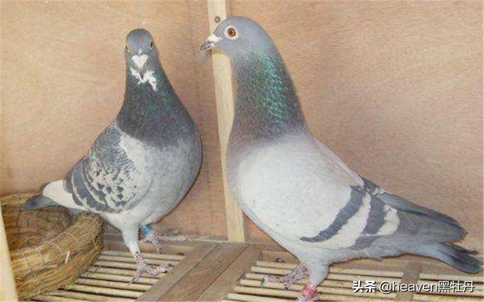 赛鸽什么情况下容易感染单眼伤风,幼鸽前期怎么预防单眼伤风