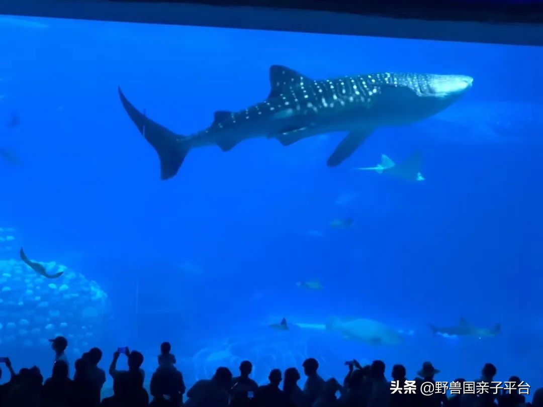 去哪里买长隆的票最划算,节假日游长隆如何少排队