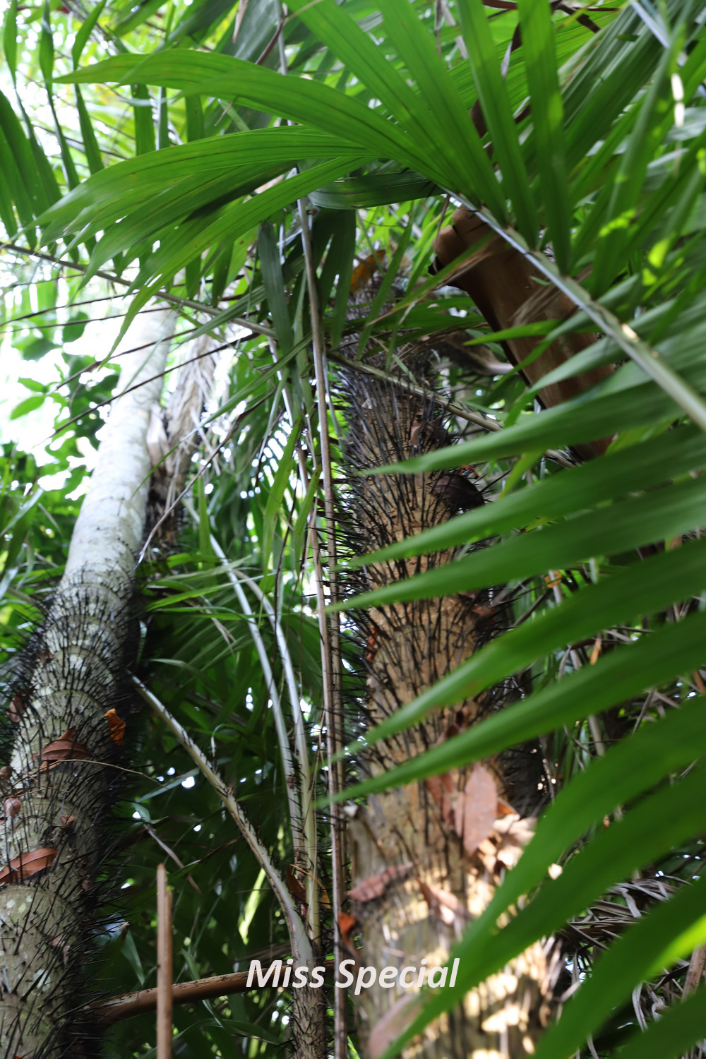 品味马来风味感受异域风土人情,马来西亚体验水果自由
