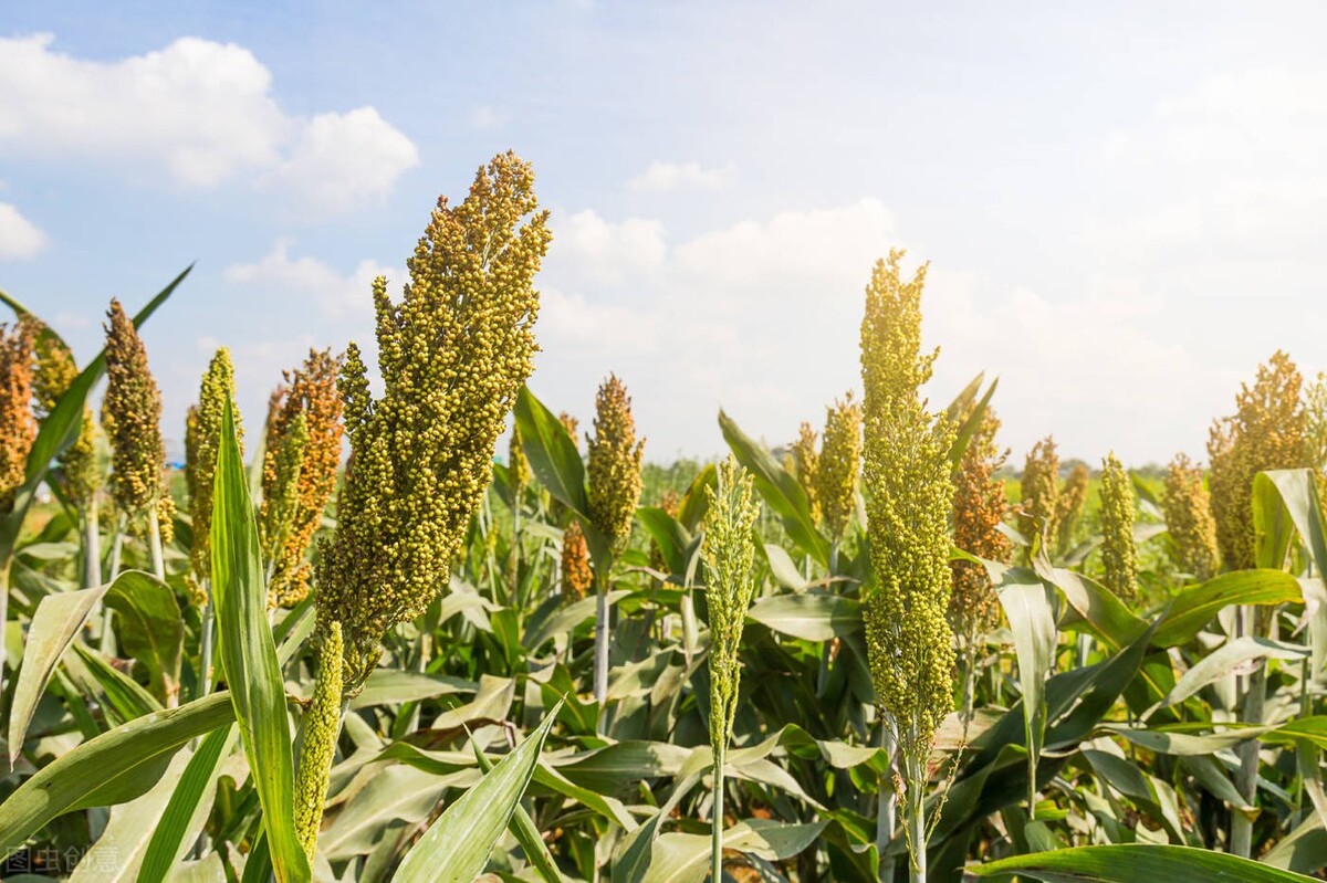 曝光过“古树茶”内幕,岩茶十大骗局茶叶排名