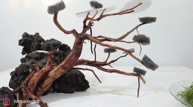 莫斯树到底好不好,莫斯树是什么