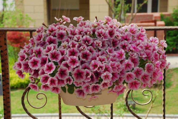 100种漂亮的夏花图片,30种夏花图片大全