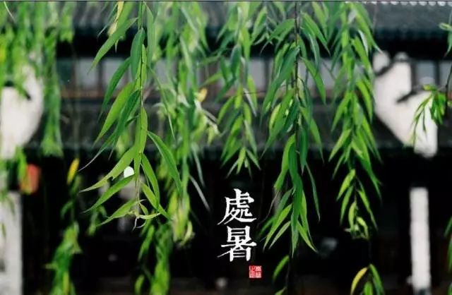 24节气适合喝什么茶,一年最热的节气宜喝什么茶