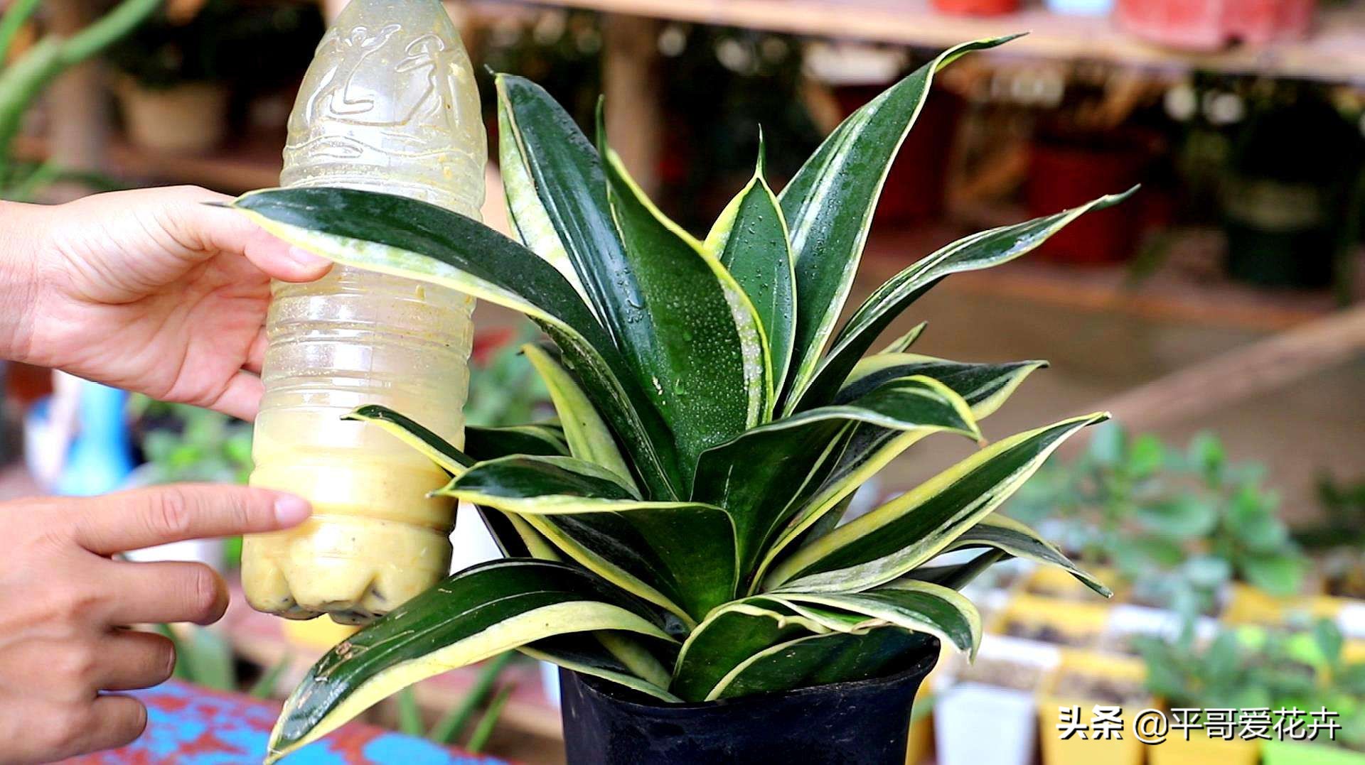 吸甲醛最好的10种花,什么花吸甲醛最好最快好养