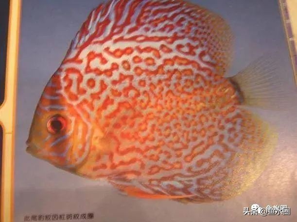 七彩神仙品系图谱,七彩神仙全系品种介绍