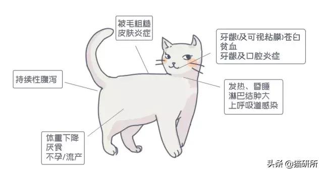 猫白血病病毒（FeLV）感染≠猫白血病≠安乐死