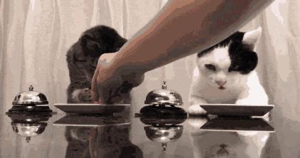 猫咪不听话怎样调教,猫咪不听话怎么训练