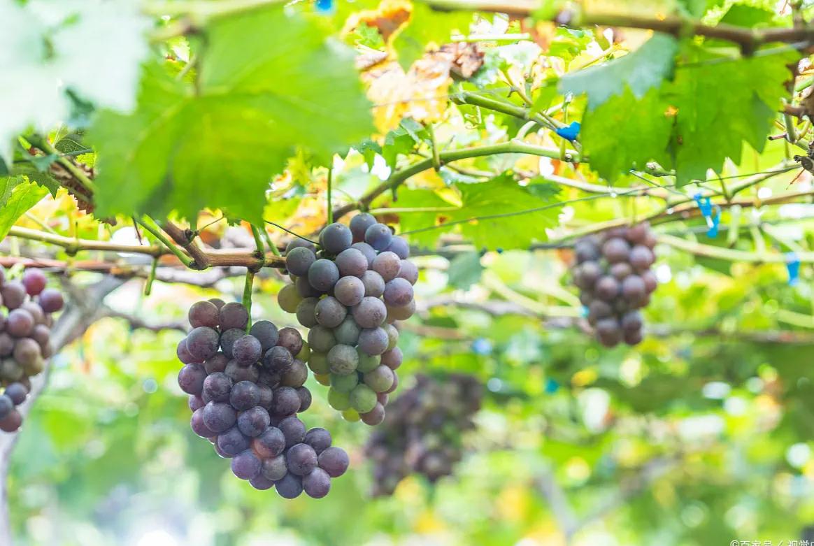 葡萄没熟就蔫了什么原因,葡萄没熟就霉烂