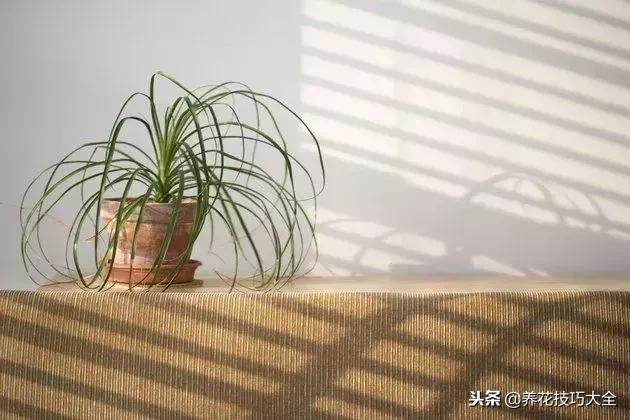 养花的土里有白色的小虫子,幸福树土里面有白色的小虫子