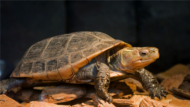 天气冷乌龟不吃食,乌龟不开口吃食怎么办