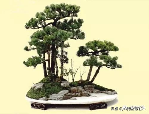 松树在水旱丛林盆景创作中的运用 (松树丛林盆景经典之作)