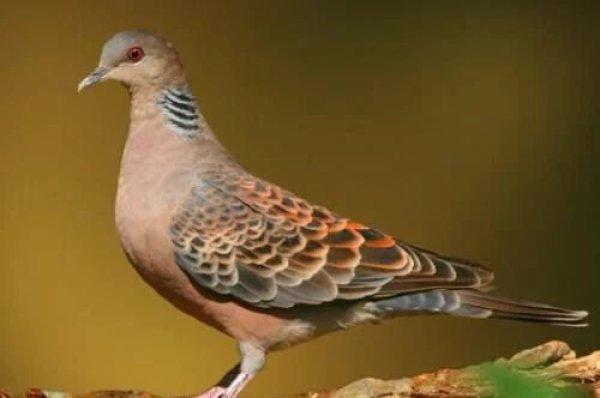 捡到野生成年斑鸠该怎么办,捡到一只野生斑鸠怎么喂食