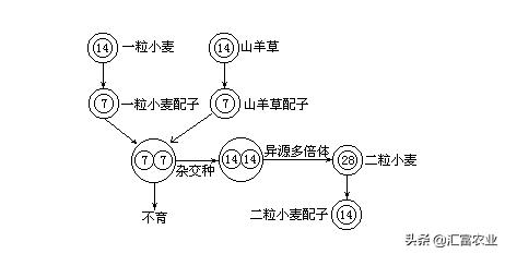 为什么种子公司的种子不能留种,农业种子为什么不能自留