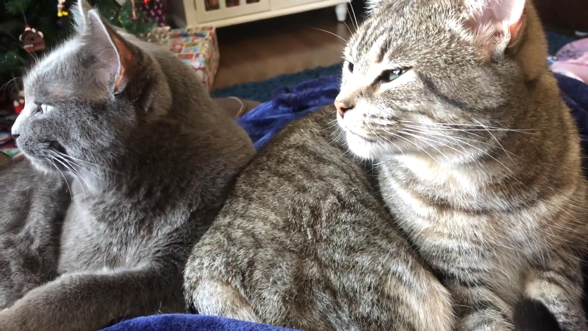 两只猫打架处理最佳办法,两只猫打架分开笼子