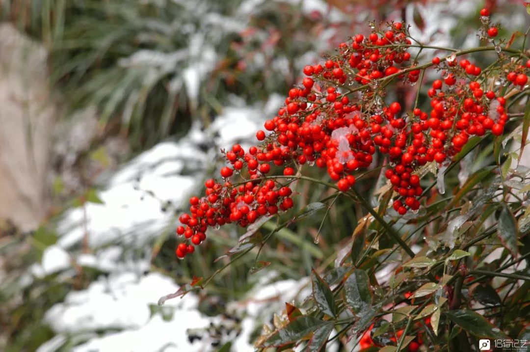 大叔花700万建的花园别墅,太湖石苏州
