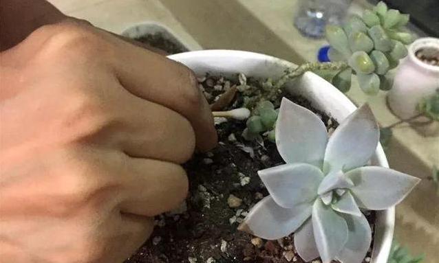 3月花卉预防什么病虫害,3月底哪些月季招虫子