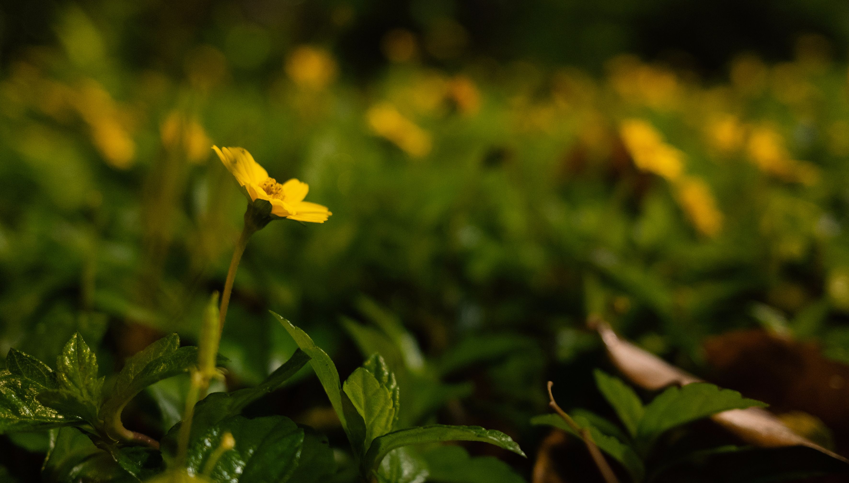 迟到的618好物推荐,618影像神器