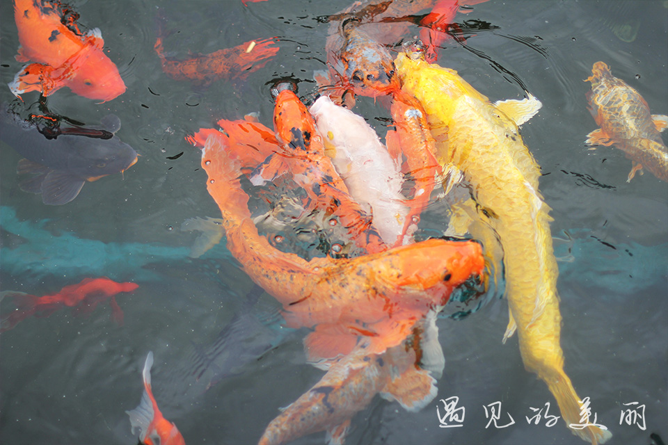 百万葵园有多坑,百万葵园免门票