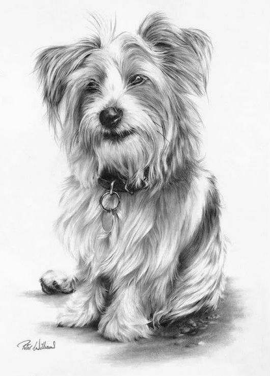 素描动物入门知识,素描动物简单入门教程狗