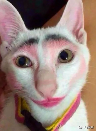 猫咪沾油怎么洗,猫咪沾满衣服怎么洗