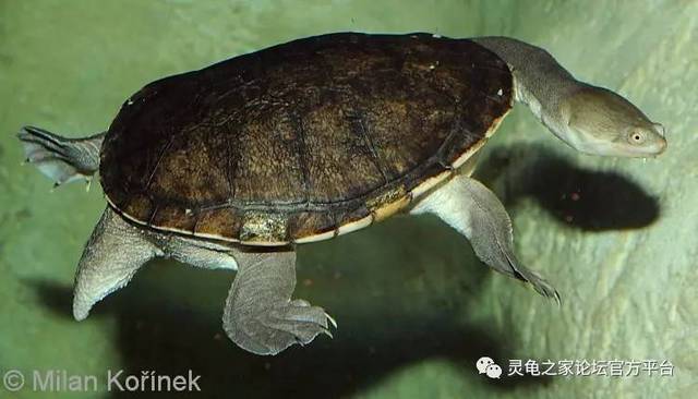 匠志萌宠乐园教学,匠志萌宠