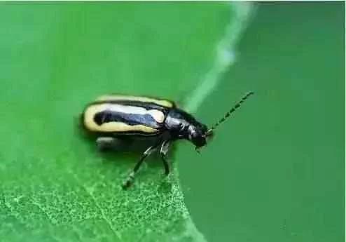 蔬菜害虫最佳防治方法,如何自制杀虫剂防治蔬菜害虫