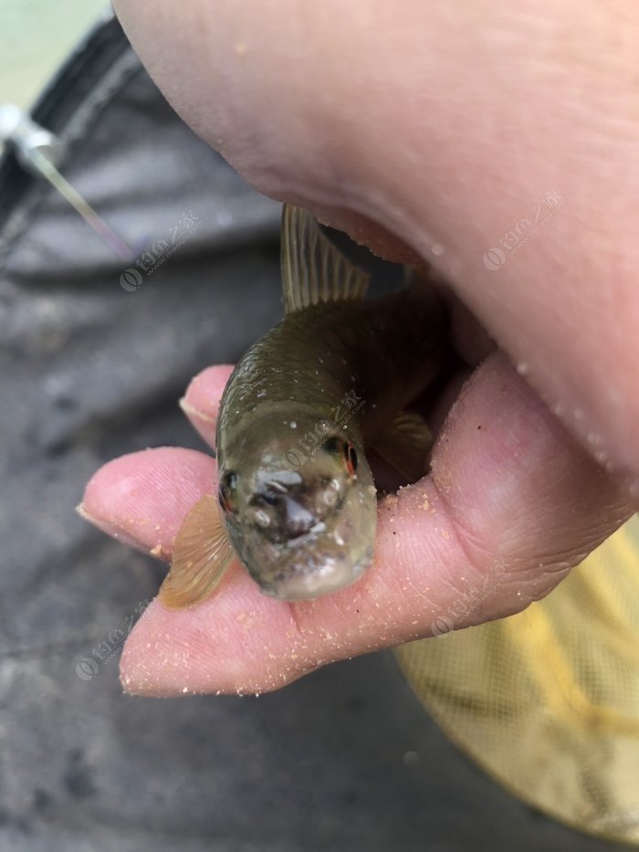 水底小鱼多就会没大鱼,自然水域没鱼情