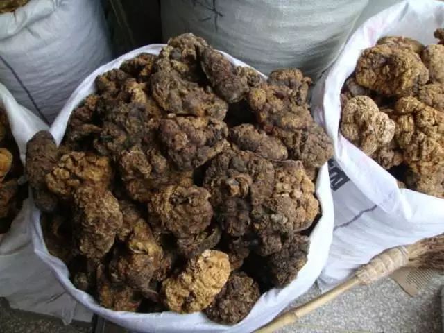 女星用自己胎盘当补药,揭秘人体胎盘|Youth予小希观察