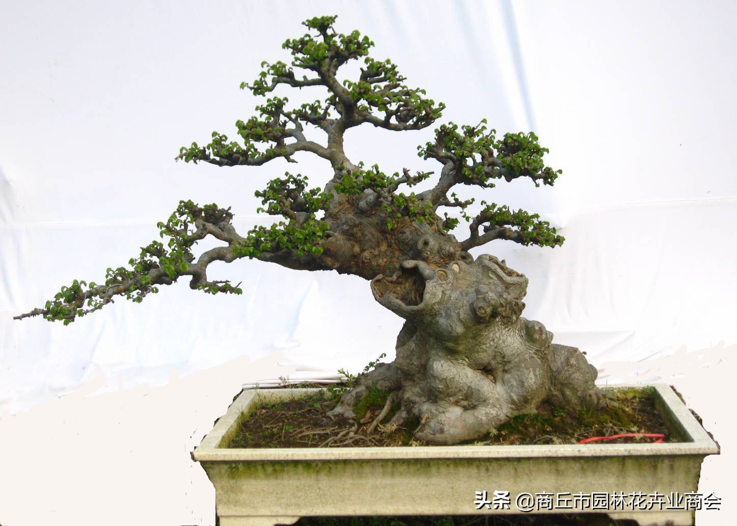 家有黄杨富贵吉祥,家有黄杨富贵满堂是什么意思