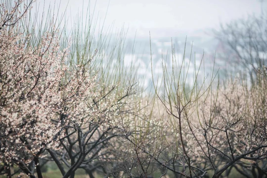 杭州孤山梅园图片,杭州赏梅园