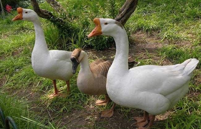 养殖鹅技术大全视频,养殖鹅技术全程指导