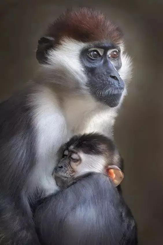 猴子72变图片,看看猴子